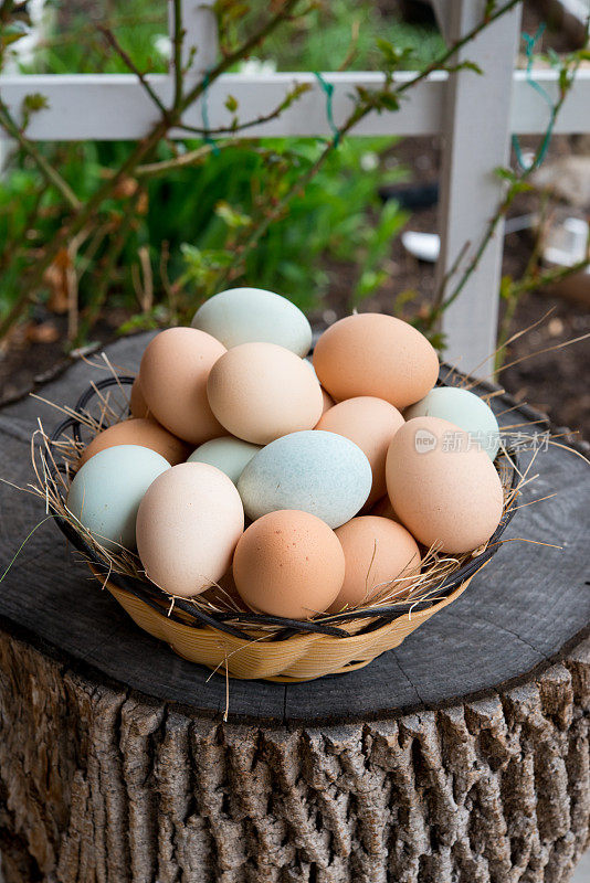 在树桩上放着一篮子五颜六色的鸡蛋