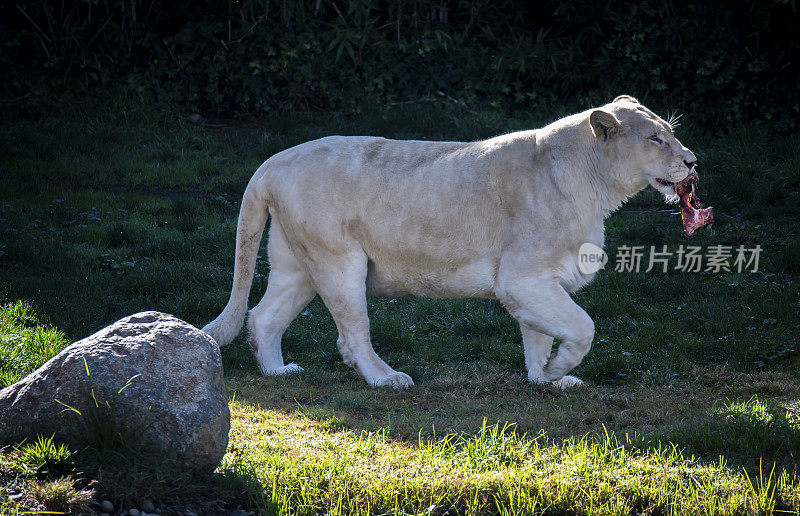 白狮和母狮在休息