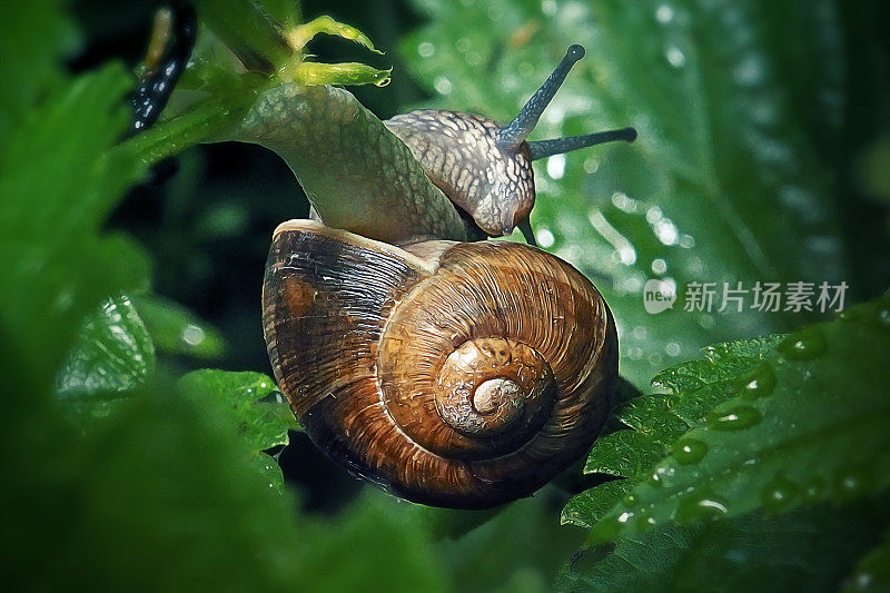 野百合花园带状蜗牛