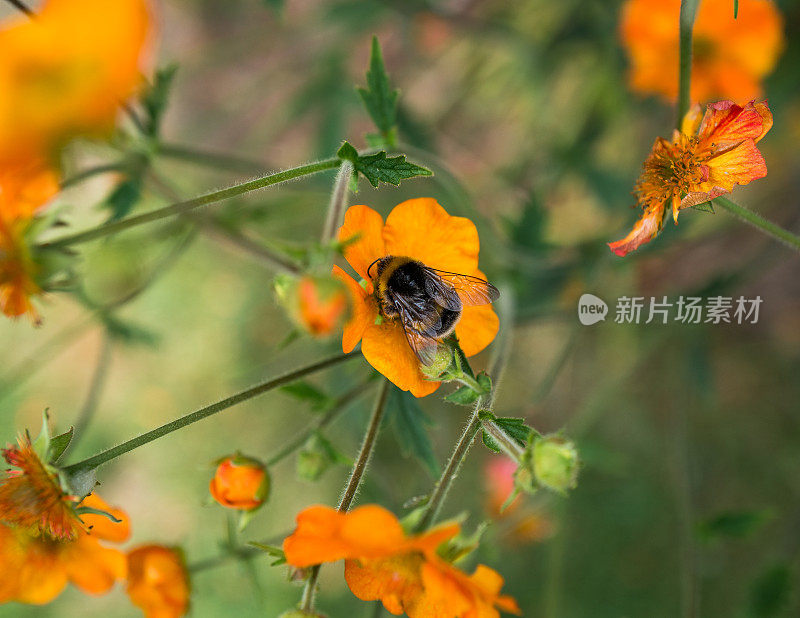 大黄蜂在草地上给野花授粉的特写