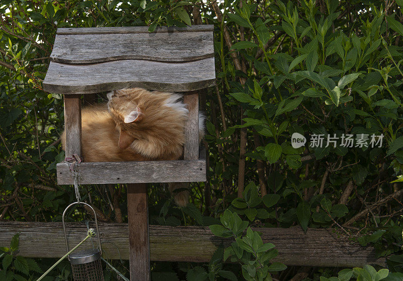 猫在鸟桌上