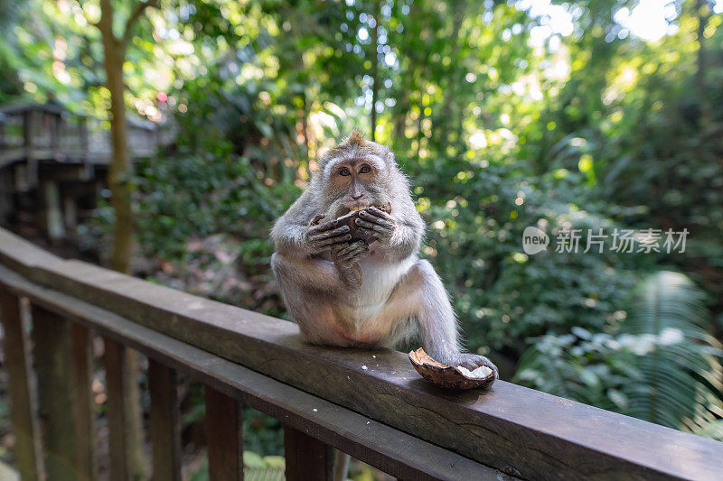 巴厘岛猴林的猴子在篱笆上吃水果