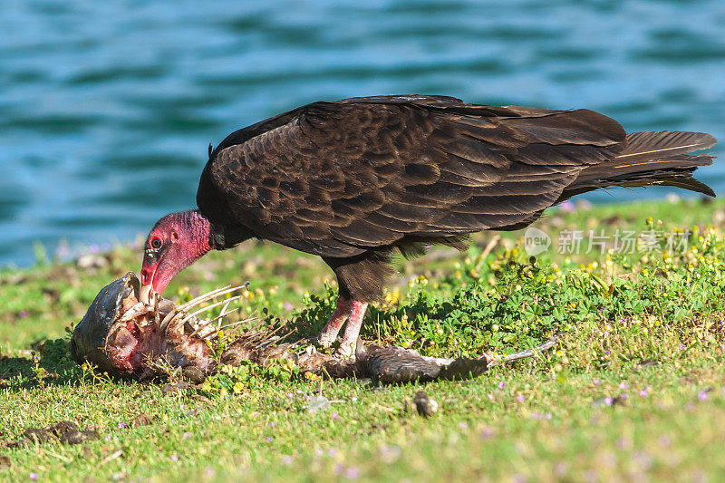 正在吃鱼尸体的土耳其秃鹫