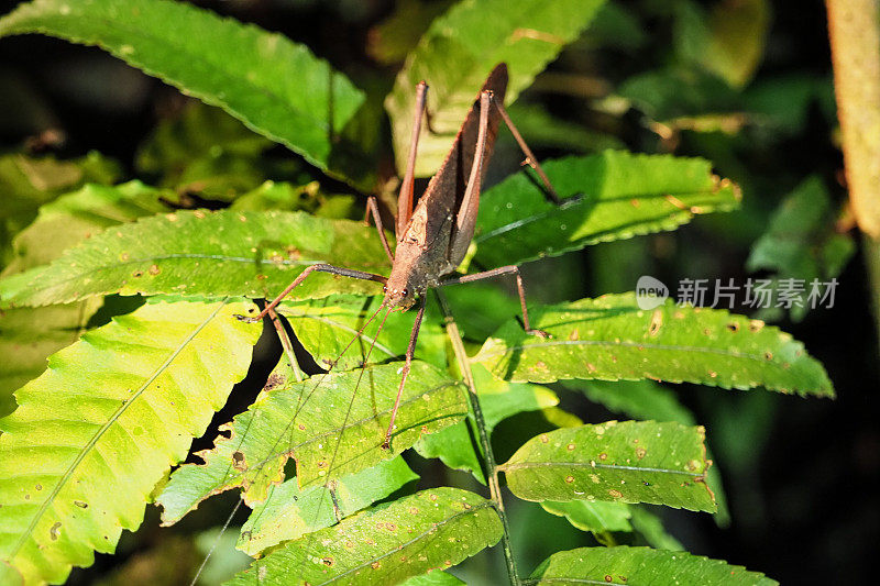 厄瓜多尔雨林中的昆虫