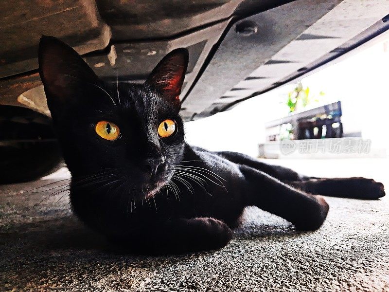 黑猫睡在车底下。