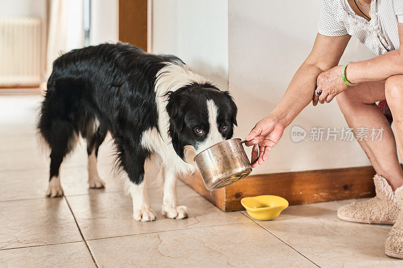 母犬给边境牧羊犬浇水