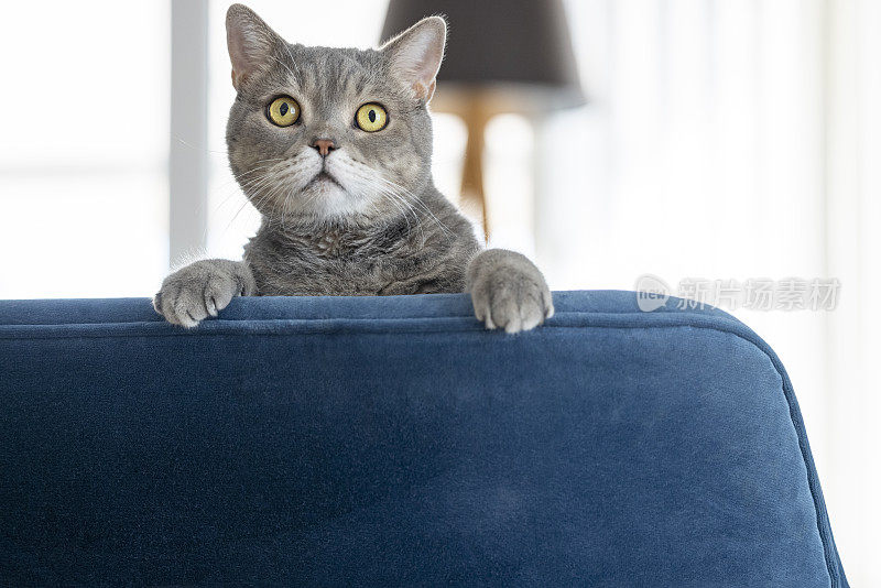 漂亮的短毛猫在蓝色的沙发上，在家里