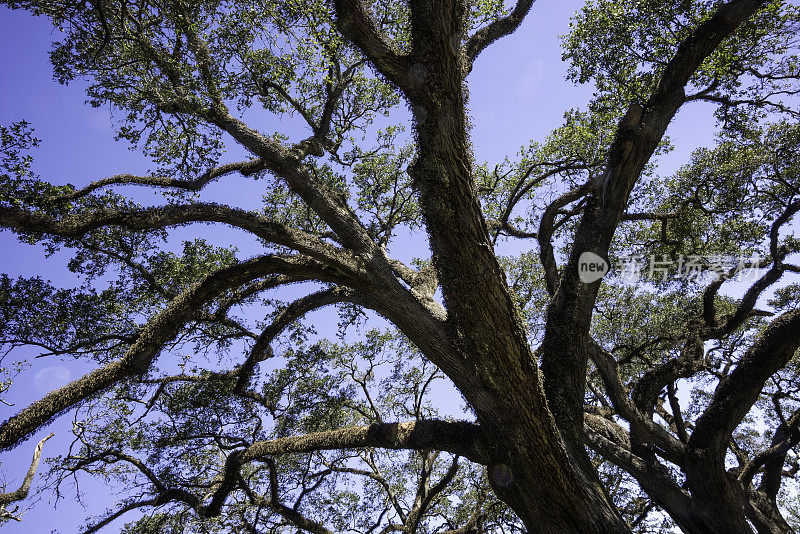 活橡树,Natchitoches