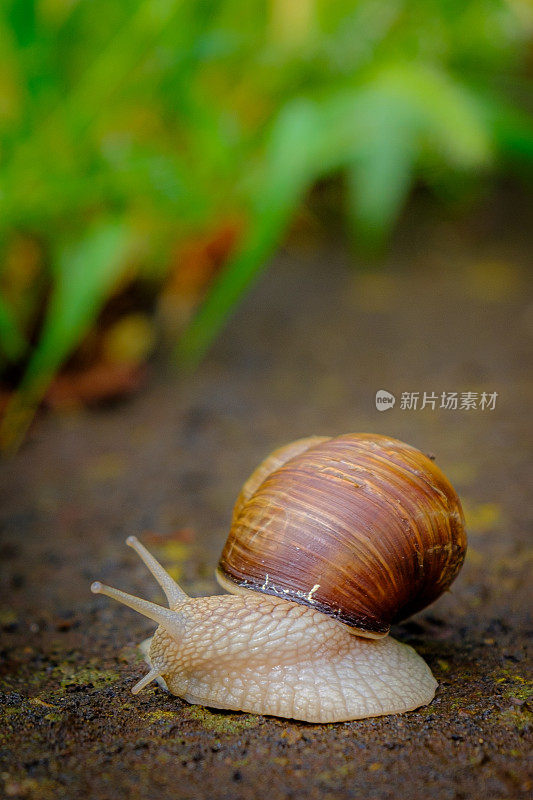 蜗牛的特写