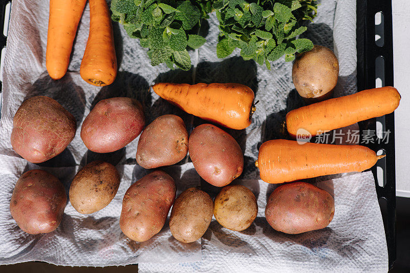 洗过的生蔬菜放在托盘上。日光照射下的土豆、胡萝卜和薄荷。俯视图