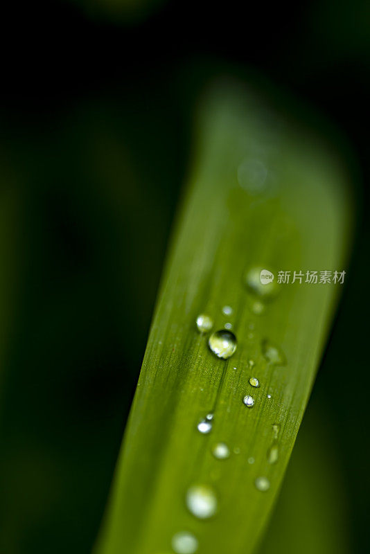 叶与雨滴