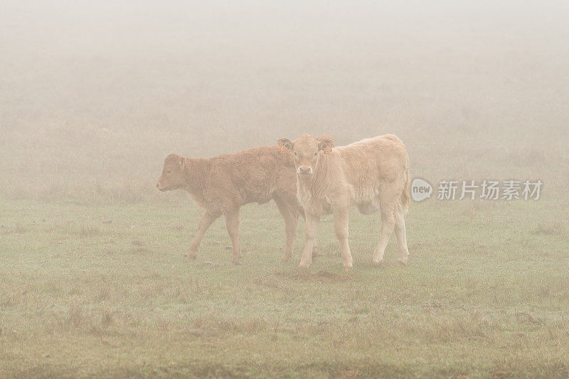 在一个雾蒙蒙的早晨，两只小牛犊在吃草