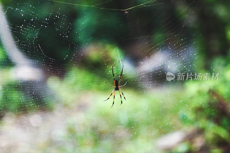 巨大的木蜘蛛在雨后的蜘蛛网上模糊