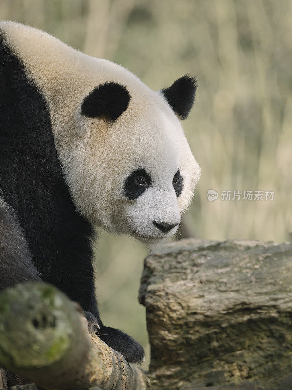 成都熊猫