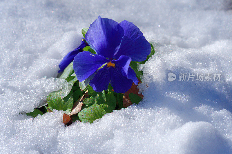 雪中的冬花:三色堇