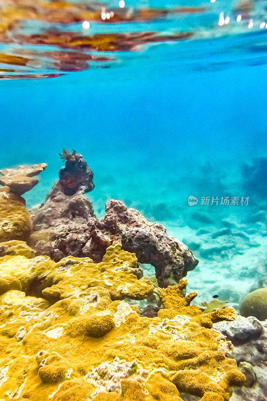 充满活力的水下珊瑚和蓝绿色海洋中的海洋生物，海底的海洋生物