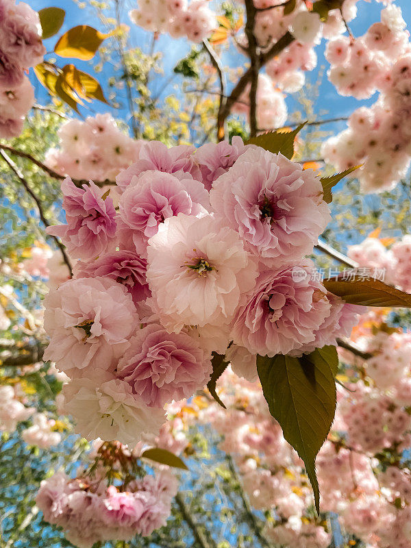 樱花装饰梅花桃红，春日艳阳高照