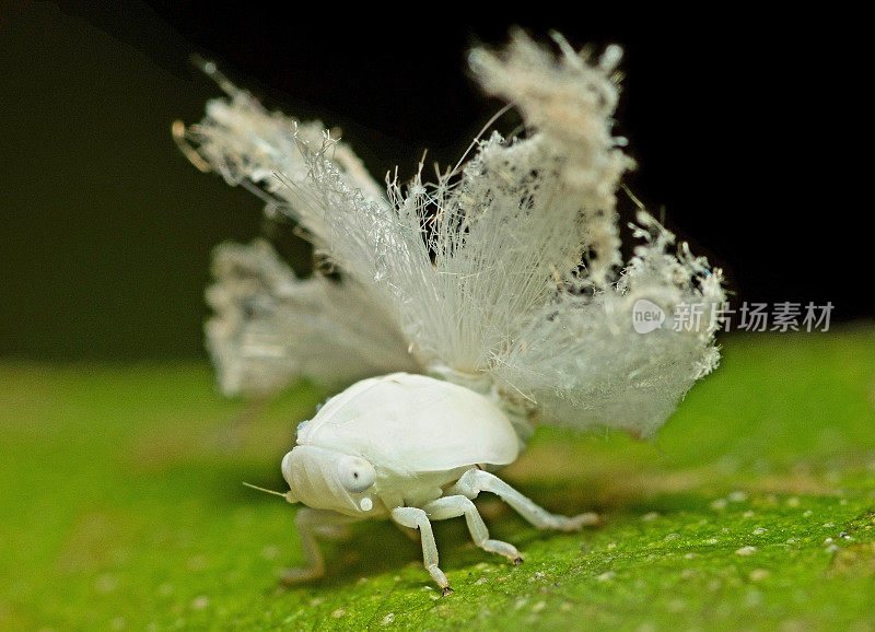 蚜虫在绿叶上的动物行为。