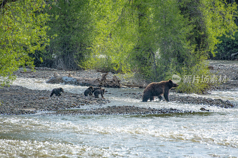 四只小熊和灰熊妈妈399步行穿过小溪