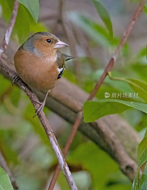 苍头燕雀