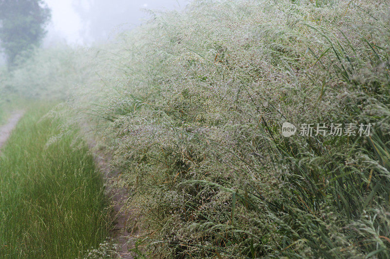 丛生的毛状草或丛生的草