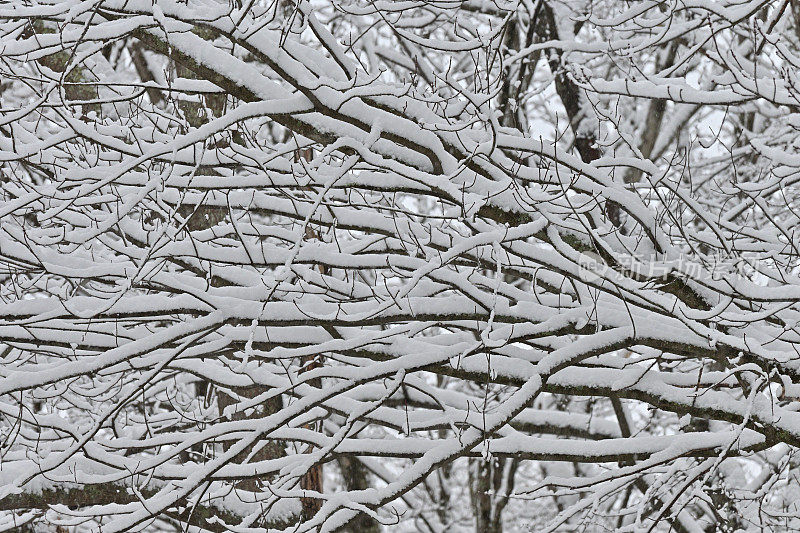 糖枫树的树枝上覆盖着厚厚的雪