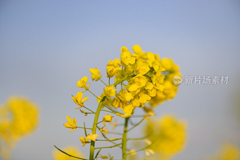 油菜籽或油菜在春天生长在地里的种子植物