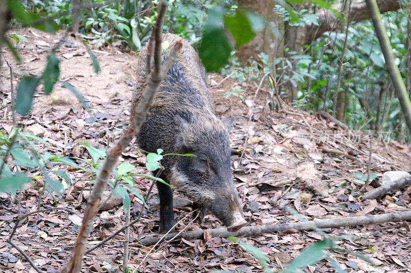 香港的野猪