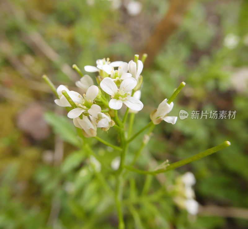 芥蓝(拟南芥)