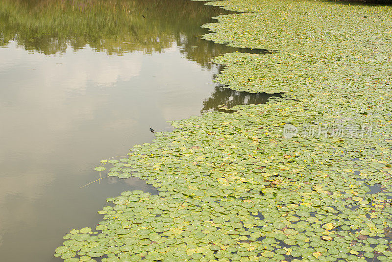 背景