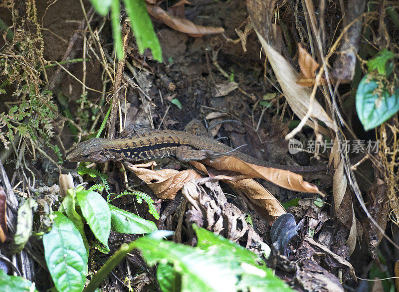 中美洲鞭尾蜥蜴静止，Pacuare，哥斯达黎加