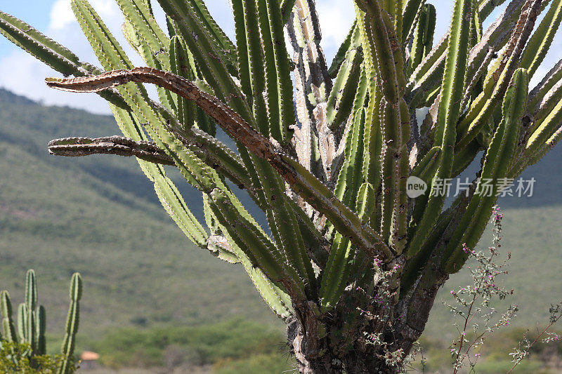 mandacaru仙人掌植物