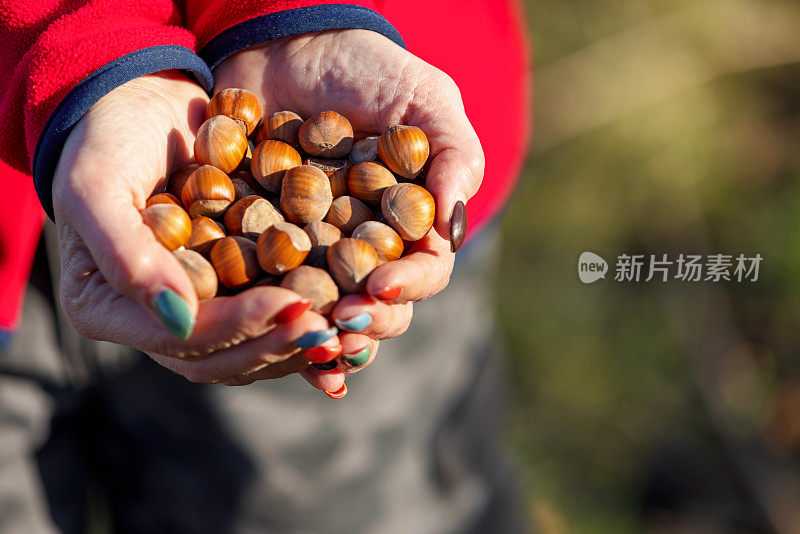 女性手中的榛子