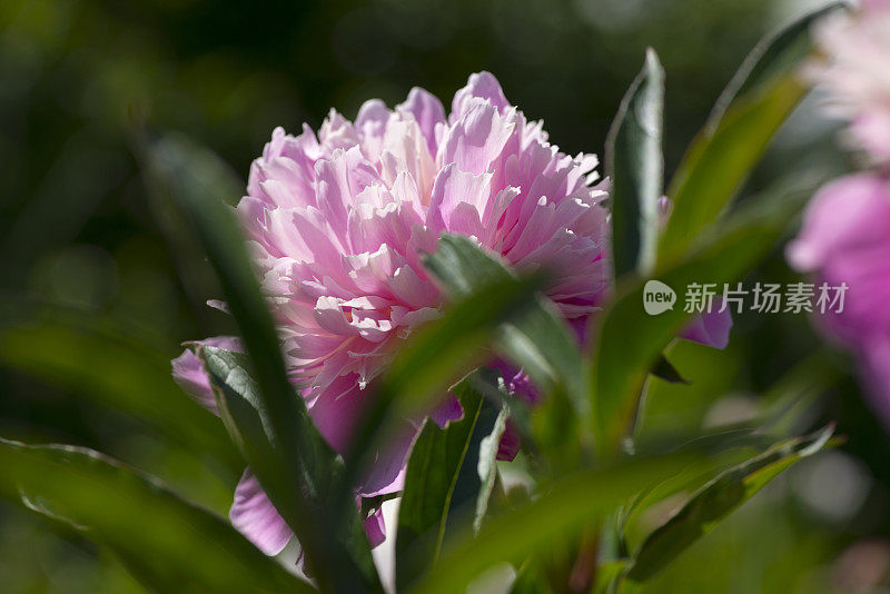 花园里牡丹花开