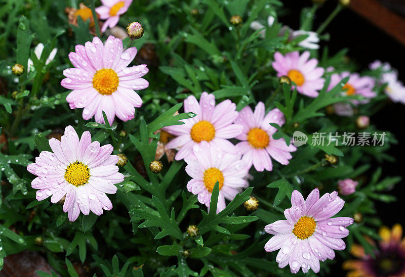 雨中的粉色雏菊