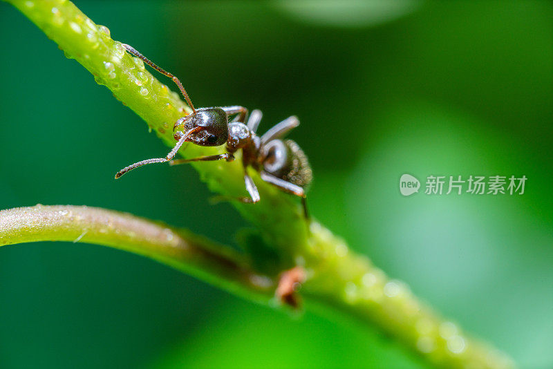 植物茎上蚂蚁的特写镜头