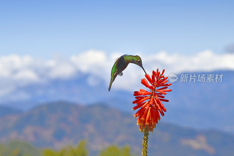 在哥斯达黎加的高山上飞行的塔拉曼卡蜂鸟