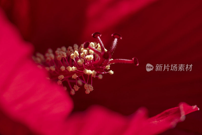 中国芙蓉的雄蕊