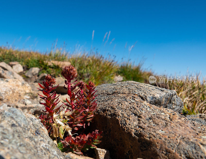 干燥的苔原野花在微风中摇曳。科罗拉多大陆分水岭，印第安山峰荒野区。