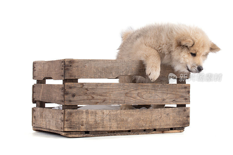 可爱的米色欧亚小狗从木箱里跳出来