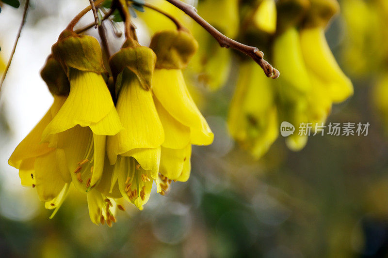 苦槐花(苦槐花属)