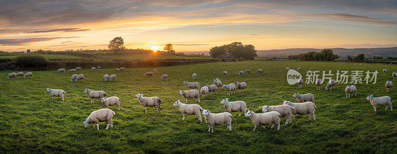 北爱尔兰安特里姆郡，夏日夕阳下，一大群羊在草地上吃草