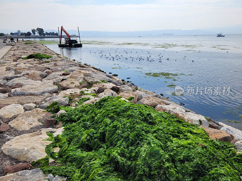 从海里打捞海莴苣的疏浚机