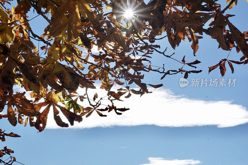 秋天的一棵大栗子树阳光穿过秋天的栗树。栗树下的长椅，变成了秋天的颜色。