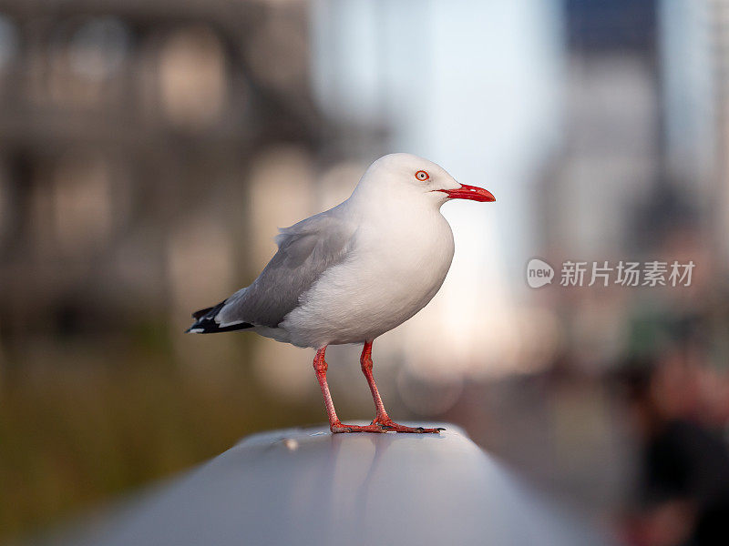 海鸥特写肖像