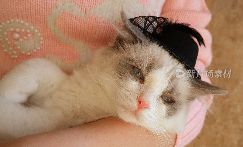 可爱的白色毛茸茸的猫戴着黑色的帽子。布偶猫小猫。