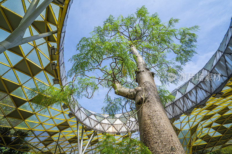 树木和建筑物对着天空的低角度视图