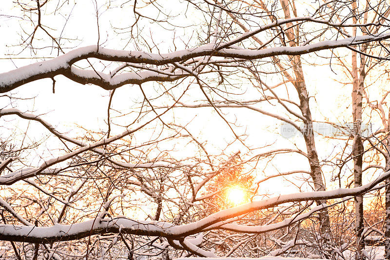 后院花园里的树被雪覆盖着