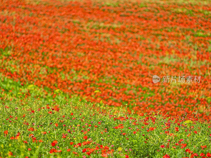 意大利托斯卡纳地区