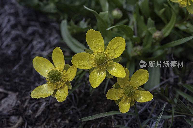 车前草、金凤花;内华达州大盆地国家公园;大盆地沙漠;毛茛科的家庭